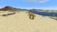 A chill camel in the desert (Image via Mojang Studios)